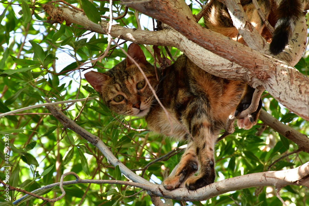 A beautiful cat on the branches of an old tree