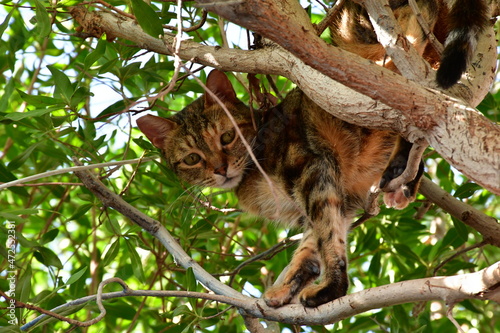 A beautiful cat on the branches of an old tree