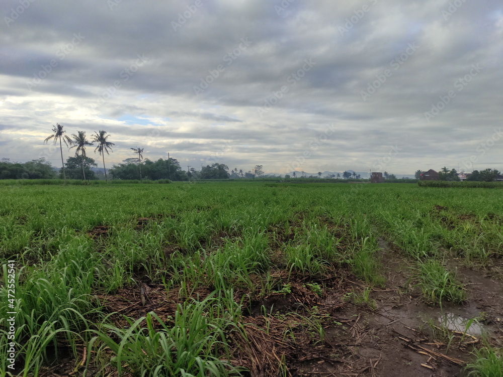 Obraz premium cloudy atmosphere in the countryside full of greenery in village