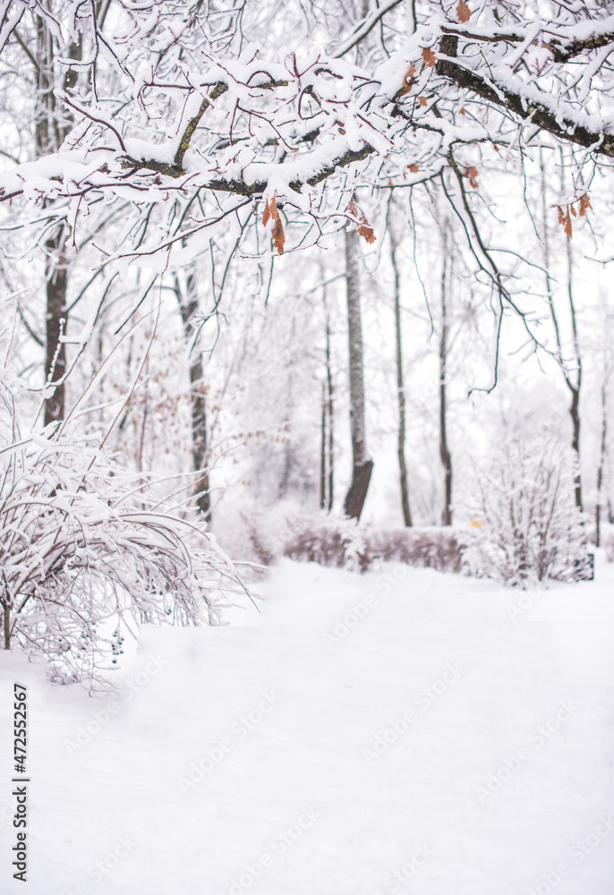 Fototapeta premium Winter landscape. Snow covered trees and a road in the park