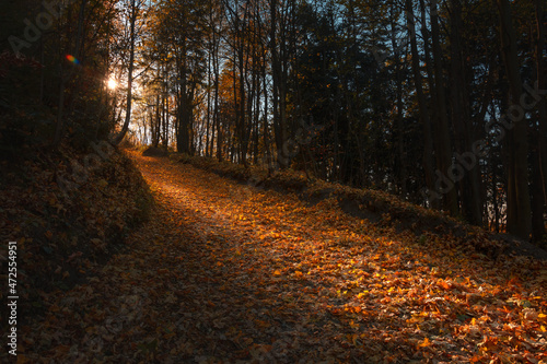 Las jesienną porą podczas zachodu słońca - droga na Kamieniołom Kozy
