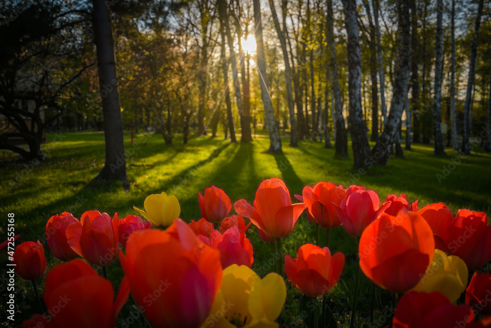 Naklejka premium Tulipany na tle trawy i drzew w Parku Uzdrowiskowym Goczałkowice-Zdrój podczas zachodu słońca