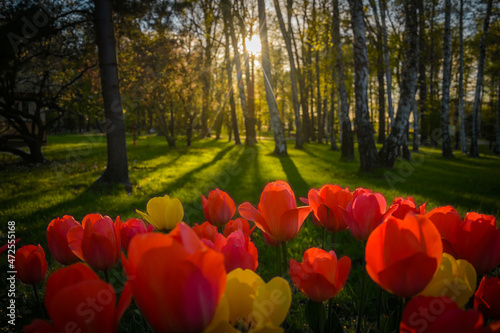 Tulipany na tle trawy i drzew w Parku Uzdrowiskowym Goczałkowice-Zdrój podczas zachodu słońca