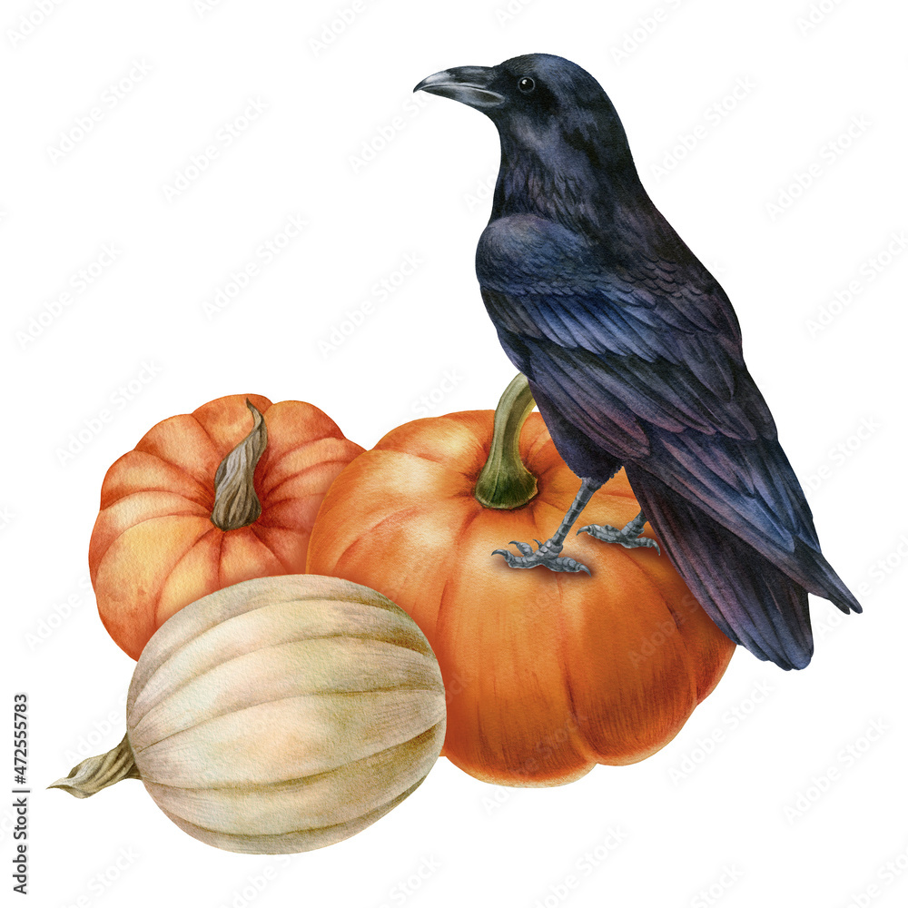 Watercolor illustration with black raven and pumpkins, isolated on ...