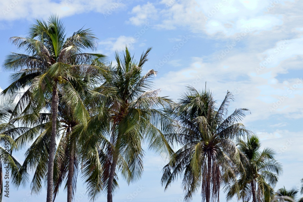 palm trees against blue sky