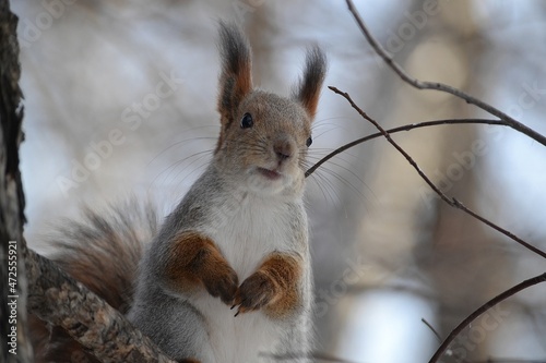 Squirrel © Тамара Николаева