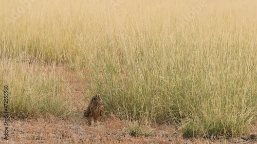 wide shot of short eared owl or Asio flammeus on ground during winter migration in open field and grassland of tal chhapar sanctuary churu rajasthan india photo