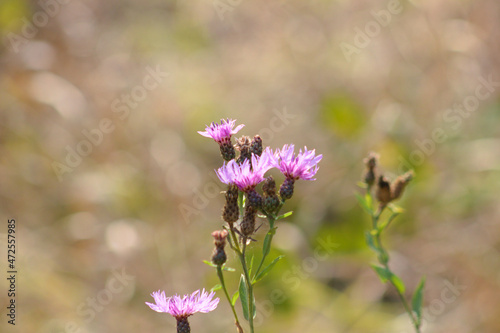 Spotted knapweed in bloom closeup view with blurred background