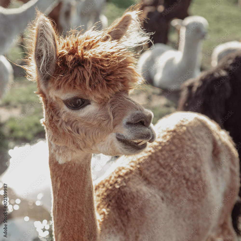 Obraz premium Charming brown alpaca with cute expression on his face. Life on farm. Agrotourism. Natural materials .Beautiful animals . Own farm. Wool production. Shaggy head. Funny animals.