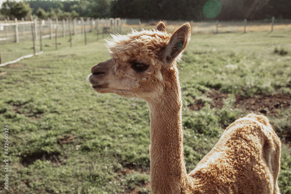 Obraz premium Curious red alpaca with cute expression on his face. Life on farm. Agrotourism. Natural materials .Beautiful animals . Own farm. Wool production. Shaggy head. Funny animals.