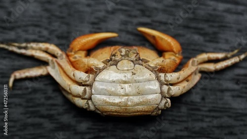 Molted crab shell of a female Red Claw Crab (Perisesarma bidens) showing wide abdominal apron. photo