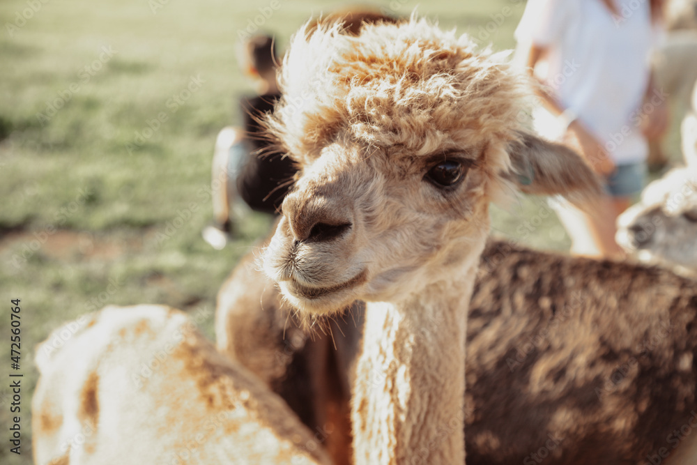 Obraz premium Cute funny alpaca with cute expression on his face. Life on farm. Agrotourism. Natural materials .Beautiful animals . Summer holidays. Wool production. Shaggy head. Funny animals.