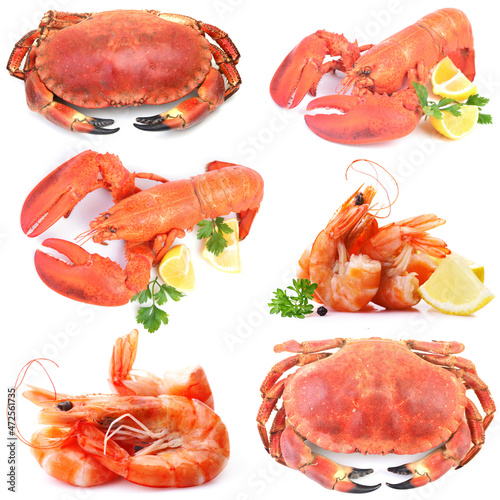 Lobster crab and shrimps on white background