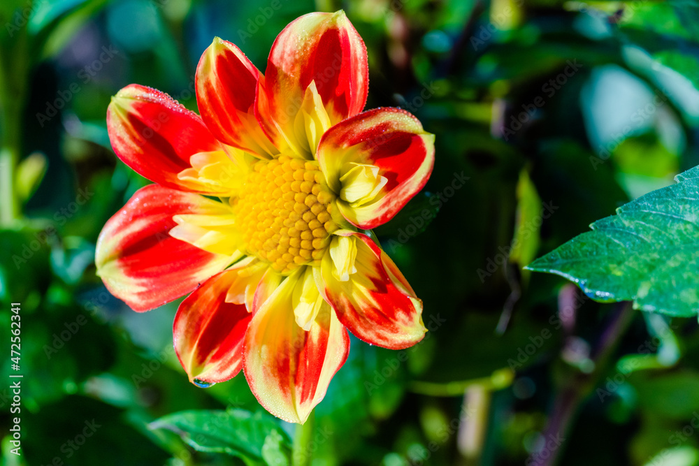 red dahlia flower red dahlia flower