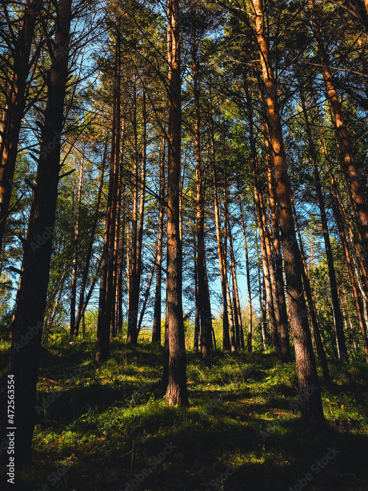 Obraz premium Suburb