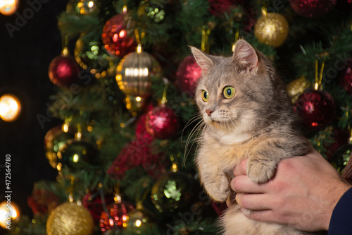 Funny fluffy grey cat with green eyes of British breed surprised on on human hands on background of the New Year bokeh, Christmas toys and lights: a place for text, happy New year and merry Christmas