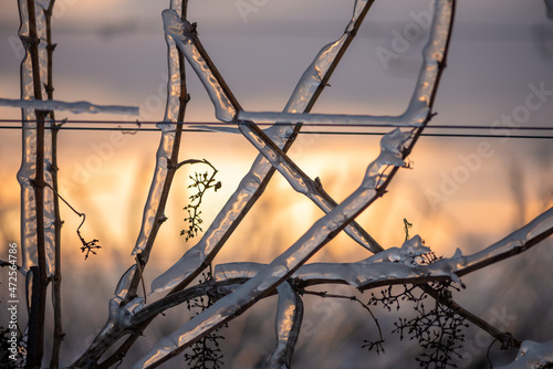 Close up of a vine covered in frozen rain at sunset. Winter landscape after a freezing rain