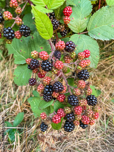 Himalayan blackberry photo