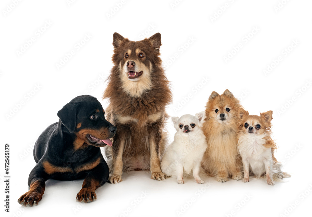 dogs in studio dogs in studio