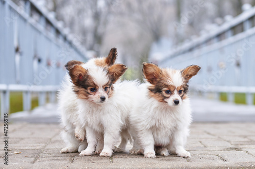 Continental toy spaniel puppies, tricolor papillon puppies