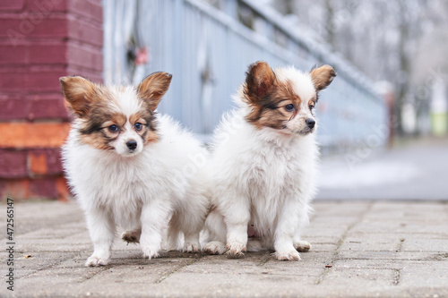 Two continental toy spaniel puppies, tricolor papillon puppies