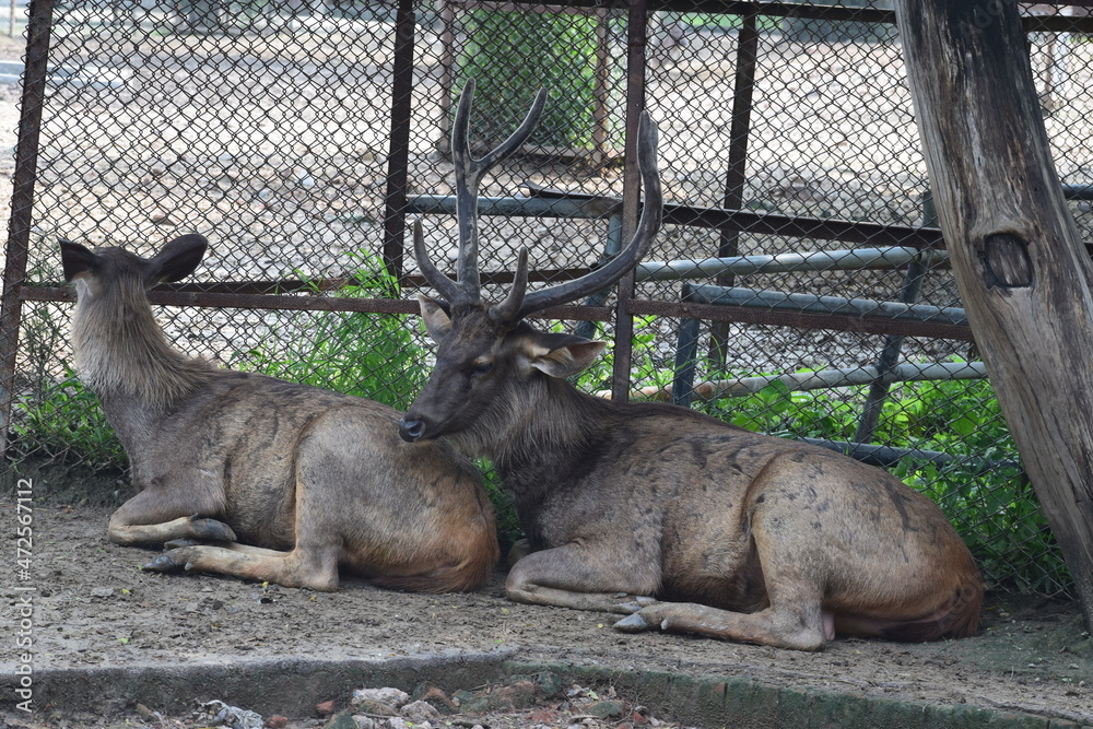 animal, deer, mammal, wildlife, nature, wild, stag, goat, antlers, horns, brown, antler, buck