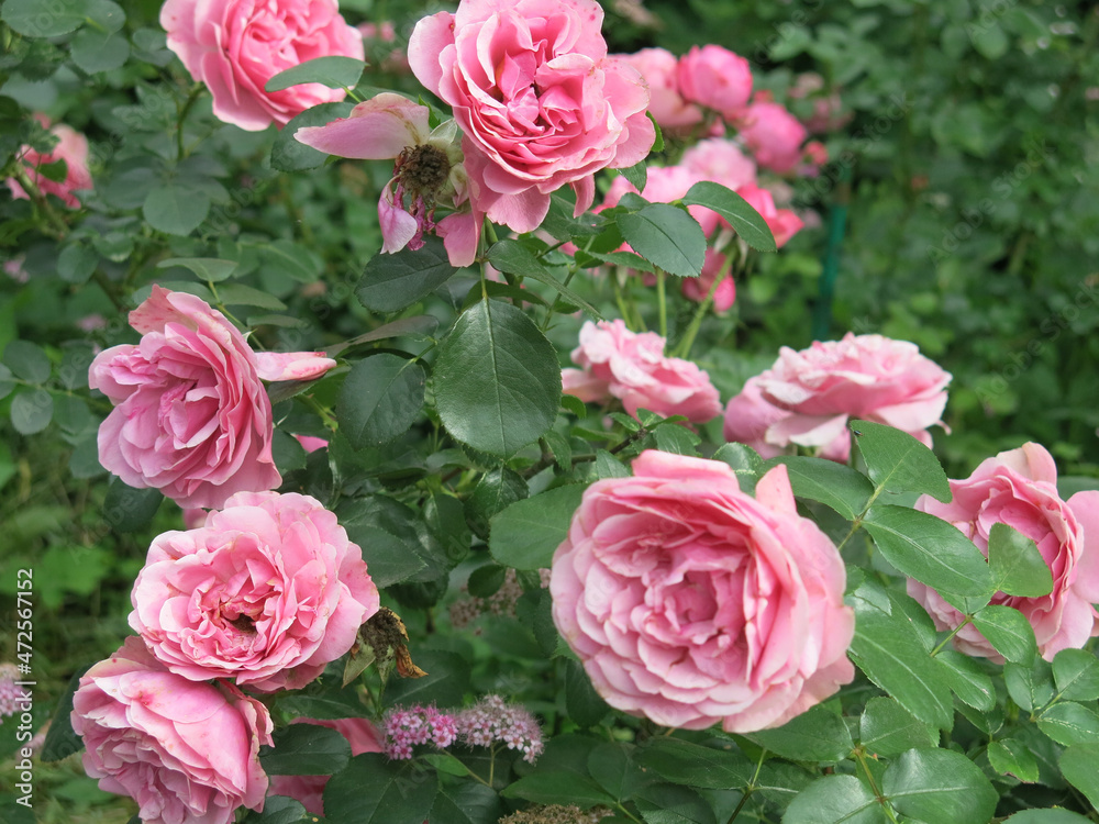 luxurious pink roses bloom in the garden in summer luxurious pink roses bloom in the garden in summer