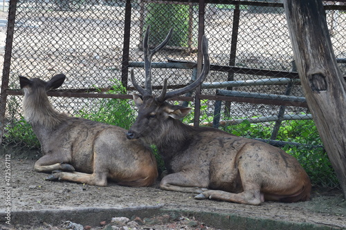 animal, deer, mammal, wildlife, nature, wild, stag, goat, antlers, horns, brown, antler, buck, donkey, forest, elk, park, fur, hunting, horn, farm, head, animals, grass, zoo, indian zoological park photo