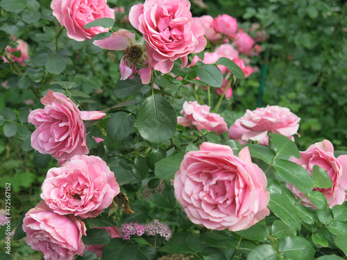 luxurious pink roses bloom in the garden in summer