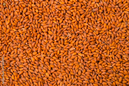Seeds of Lepidium sativum. photo