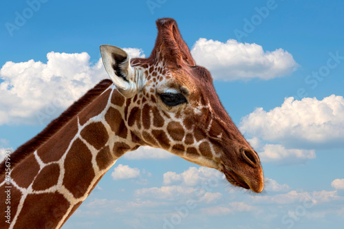 Selective focus of beautiful giraffe with long neck. Portrait a smiling giraffe (giraffa camelopardalis) is an african mammal in the background of clouds and blue sky. closeup portrait animals face