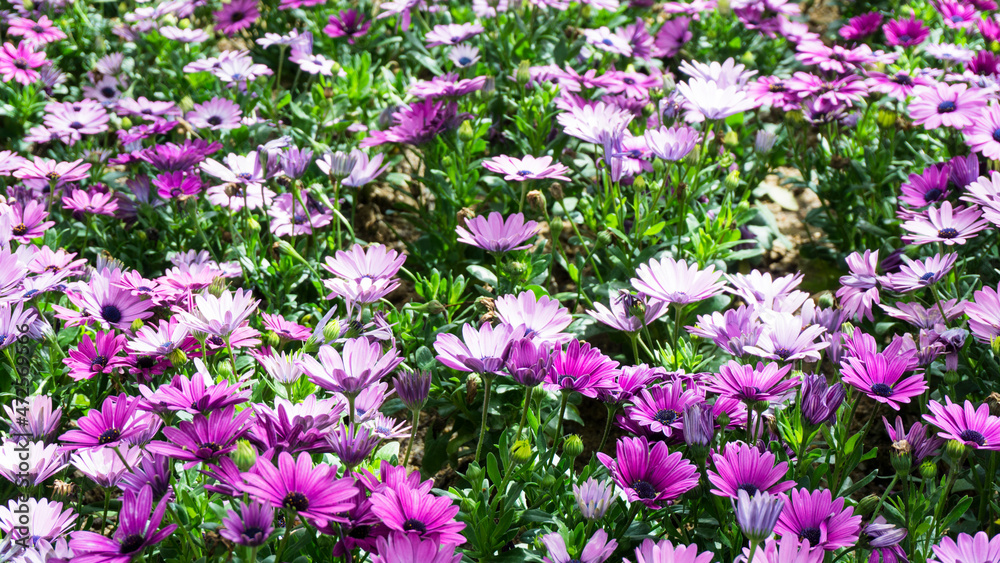 Naklejka premium 꽃밭