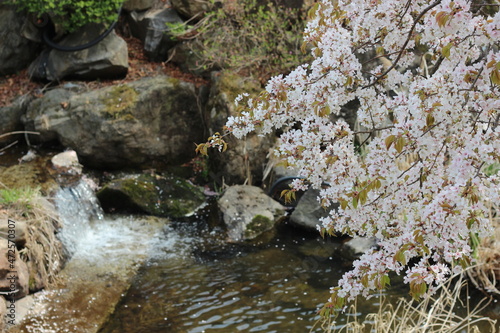 Blossoming white cherry flowers with green leaves