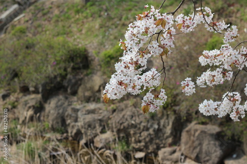 Blossoming white cherry flowers with green leaves