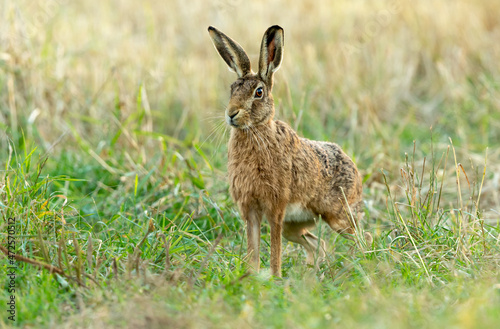 Fotografia, Obraz Close up of a large brown hare poised and ready to sprint off in natural agricultural field habitat