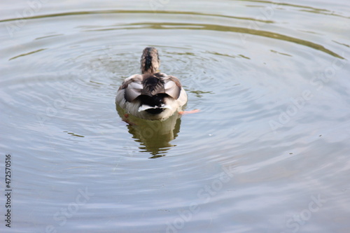 Graceful mallard duck swimming in deep water with ripples