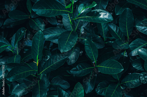 Natural background and wallpaper. Green leaves pattern background