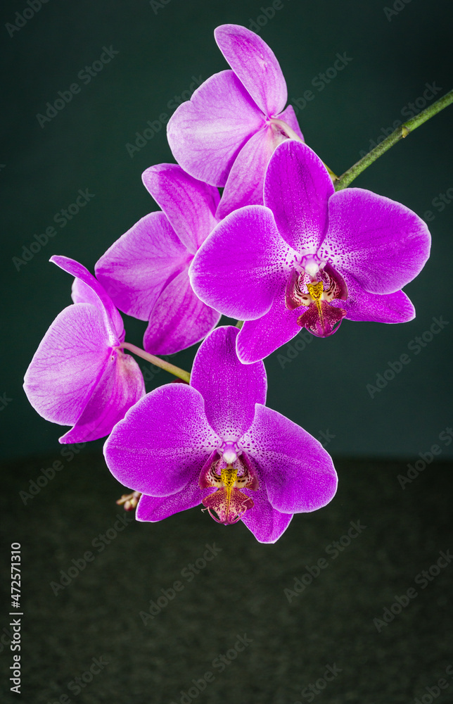 Obraz premium Beautiful branch of bright purple Phalaenopsis orchid flower, known as the Moth Orchid or Phal, on gray black background. Selective focus on foreground, place for your text in right