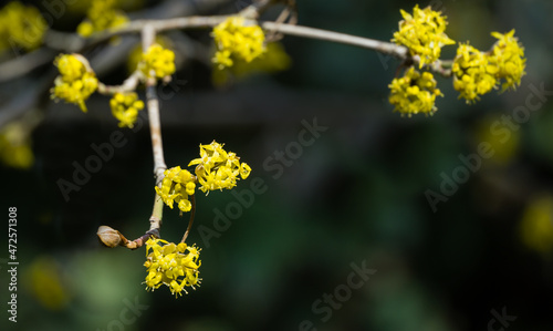 Lyric twig with yellow flowers on  blurred with bokeh background. Soft selective macro focus cornelian cherry blossom (Cornus mas, European cornel, dogwood) in early spring © MarinoDenisenko