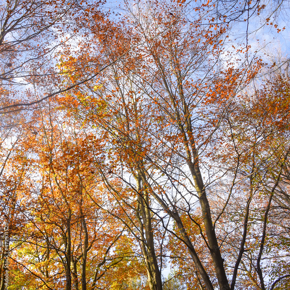 Sherwood Forest, UK - 17 Nov, 2021: Autumn leaves and colours in Sherwood Forest, Sherwood Pines, Nottinghamshire, UK