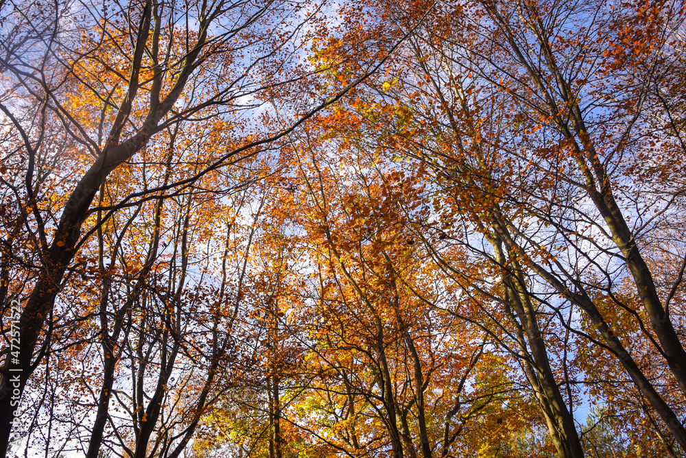 Sherwood Forest, UK - 17 Nov, 2021: Autumn leaves and colours in Sherwood Forest, Sherwood Pines, Nottinghamshire, UK Sherwood Forest, UK - 17 Nov, 2021: Autumn leaves and colours in Sherwood Forest, Sherwood Pines, Nottinghamshire, UK