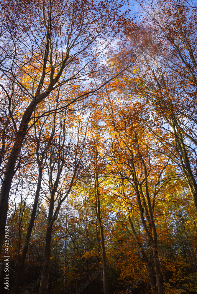 Fototapeta premium Sherwood Forest, UK - 17 Nov, 2021: Autumn leaves and colours in Sherwood Forest, Sherwood Pines, Nottinghamshire, UK