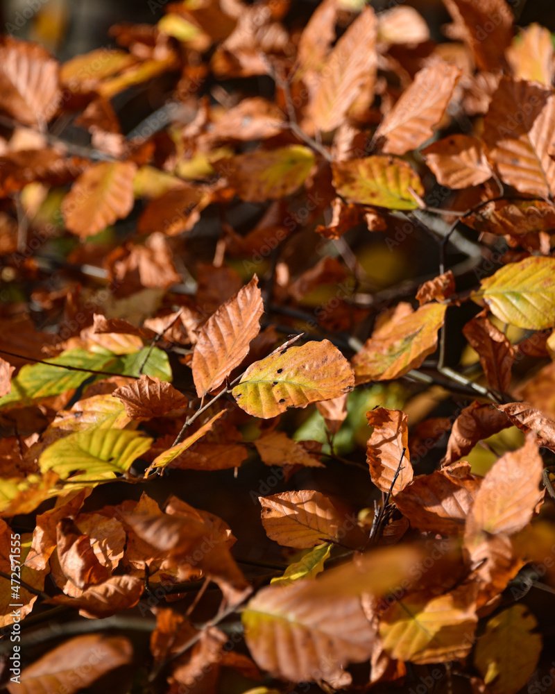 Obraz premium Sherwood Forest, UK - 17 Nov, 2021: Autumn leaves and colours in Sherwood Forest, Sherwood Pines, Nottinghamshire, UK