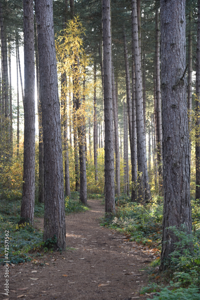 Fototapeta premium Sherwood Forest, UK - 17 Nov, 2021: Autumn leaves and colours in Sherwood Forest, Sherwood Pines, Nottinghamshire, UK