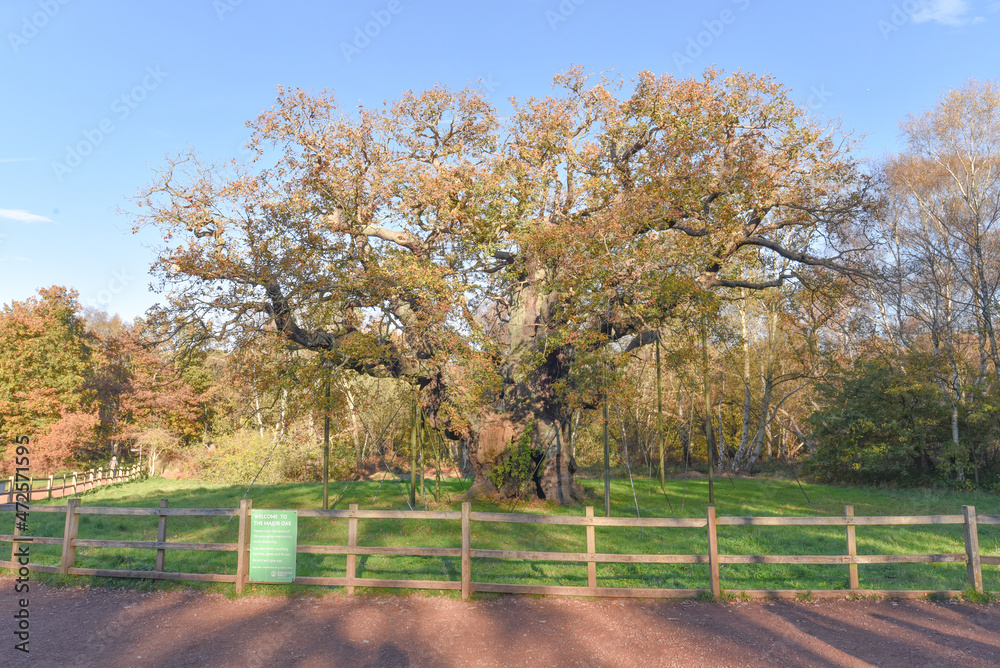Sherwood Forest, UK - 20 Nov, 2021: Major Oak, an extremely large and historic oak tree in Sherwood Forest, Nottinghamshire, England