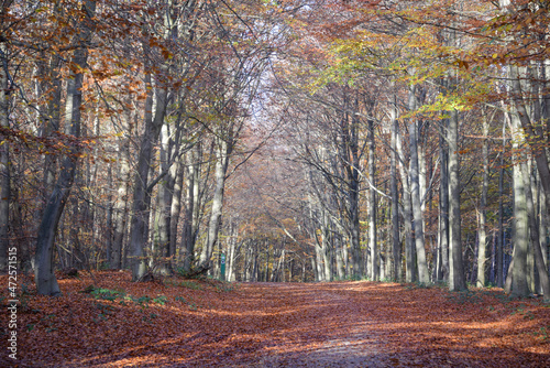 Sherwood Forest, UK - 17 Nov, 2021: Autumn leaves and colours in Sherwood Forest, Sherwood Pines, Nottinghamshire, UK photo