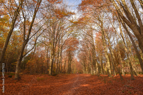 Sherwood Forest, UK - 17 Nov, 2021: Autumn leaves and colours in Sherwood Forest, Sherwood Pines, Nottinghamshire, UK photo