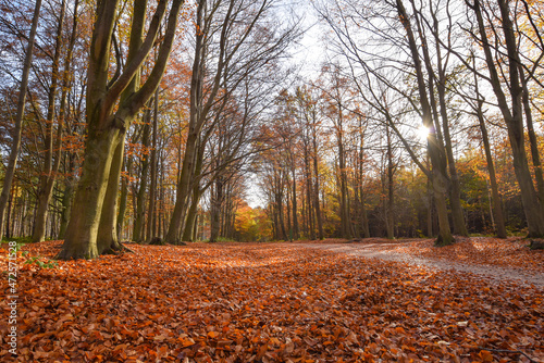 Sherwood Forest, UK - 17 Nov, 2021: Autumn leaves and colours in Sherwood Forest, Sherwood Pines, Nottinghamshire, UK photo