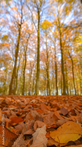 Sherwood Forest, UK - 17 Nov, 2021: Autumn leaves and colours in Sherwood Forest, Sherwood Pines, Nottinghamshire, UK