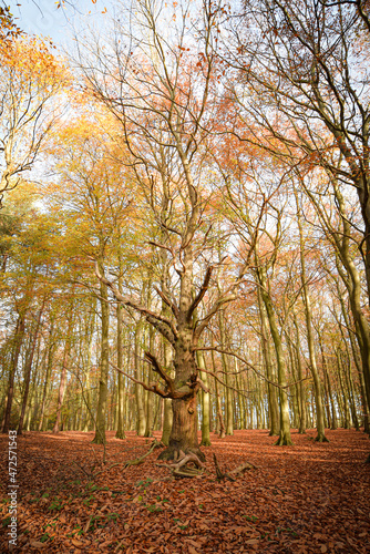 Sherwood Forest, UK - 17 Nov, 2021: Autumn leaves and colours in Sherwood Forest, Sherwood Pines, Nottinghamshire, UK photo